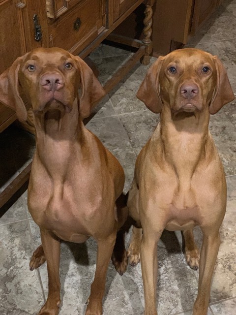 Prairie Pup Vizslas